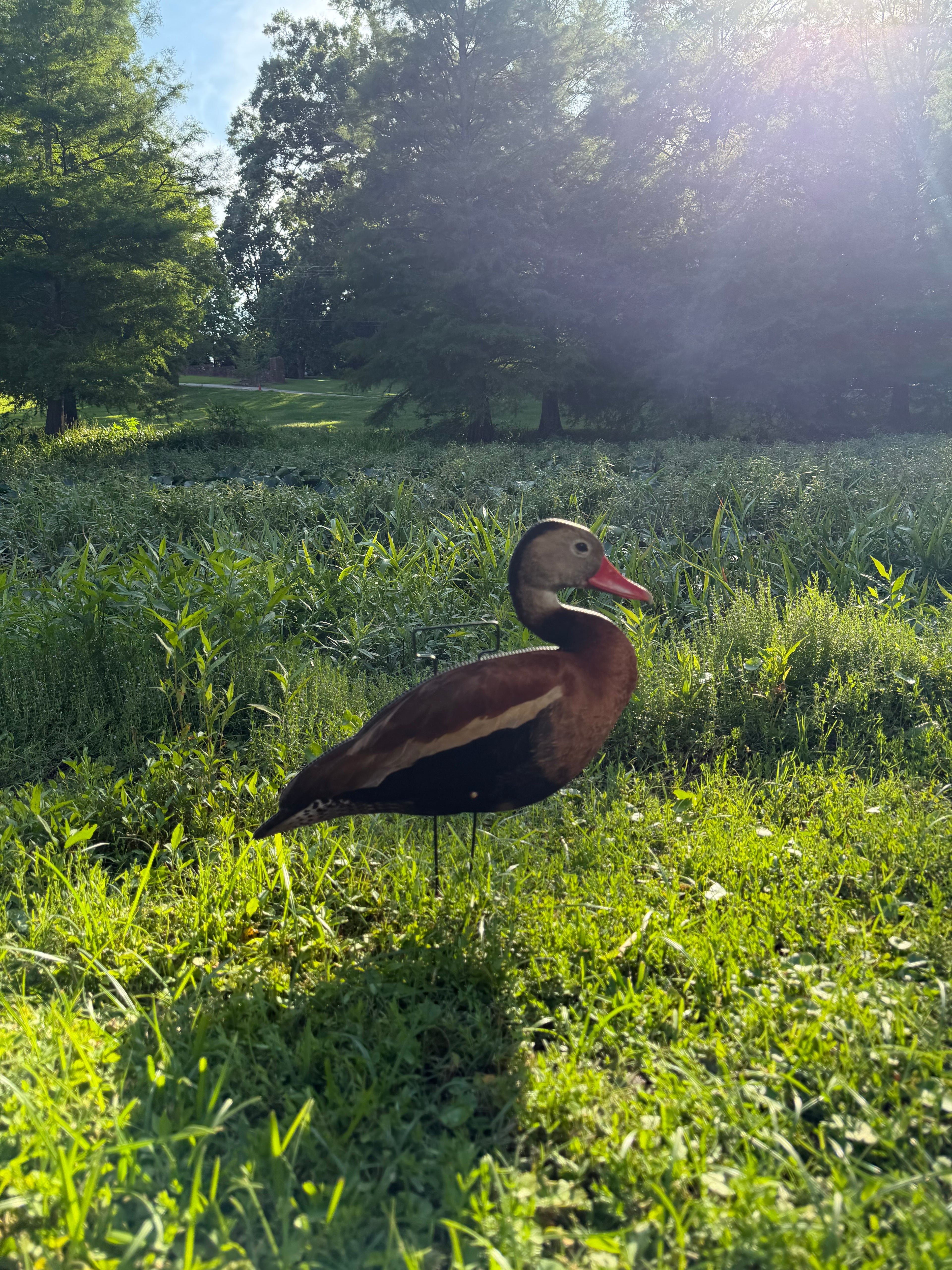 12 Black Bellied Whistling Duck Silhouette Decoys