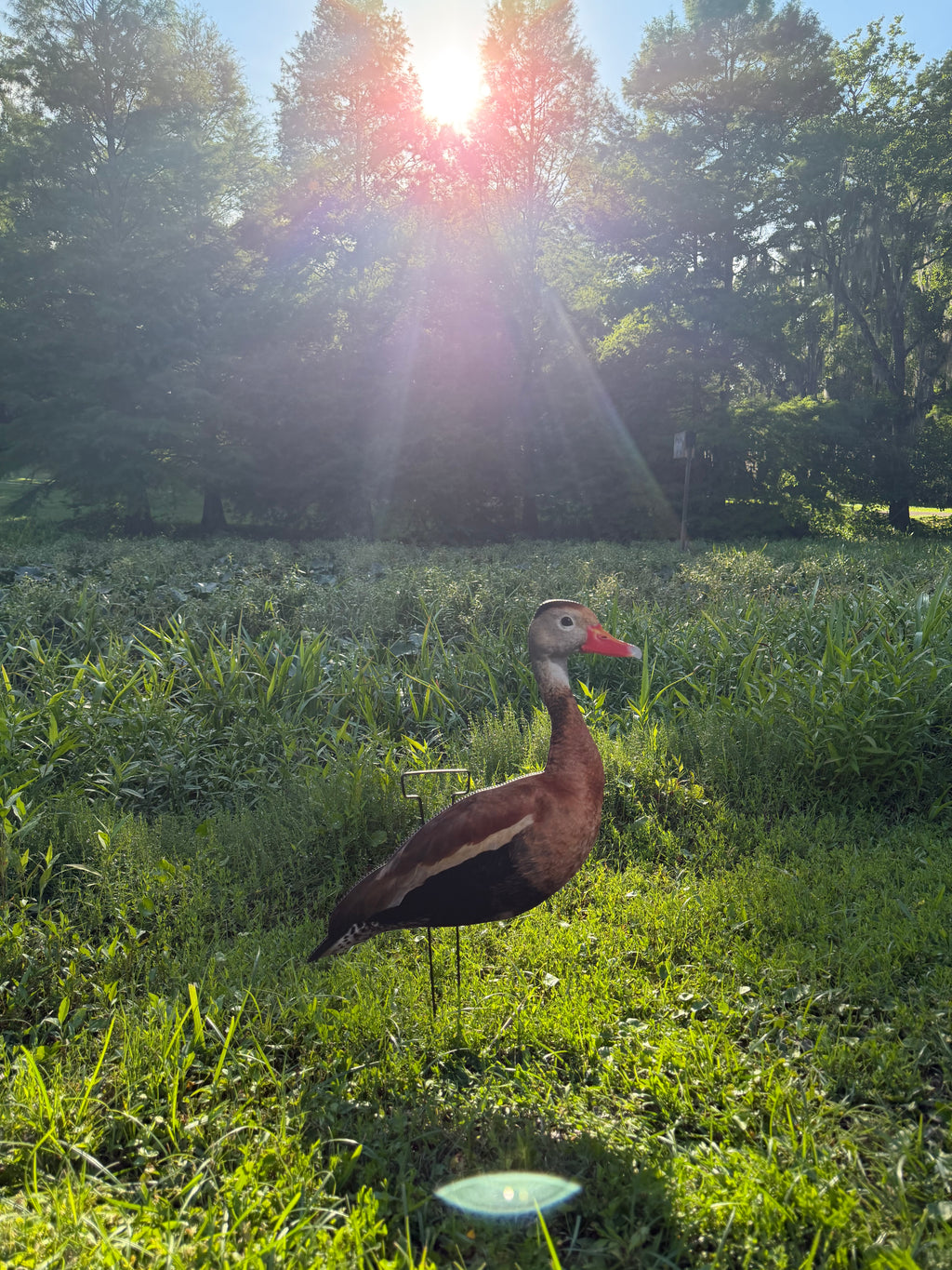 12 Black Bellied Whistling Duck Silhouette Decoys