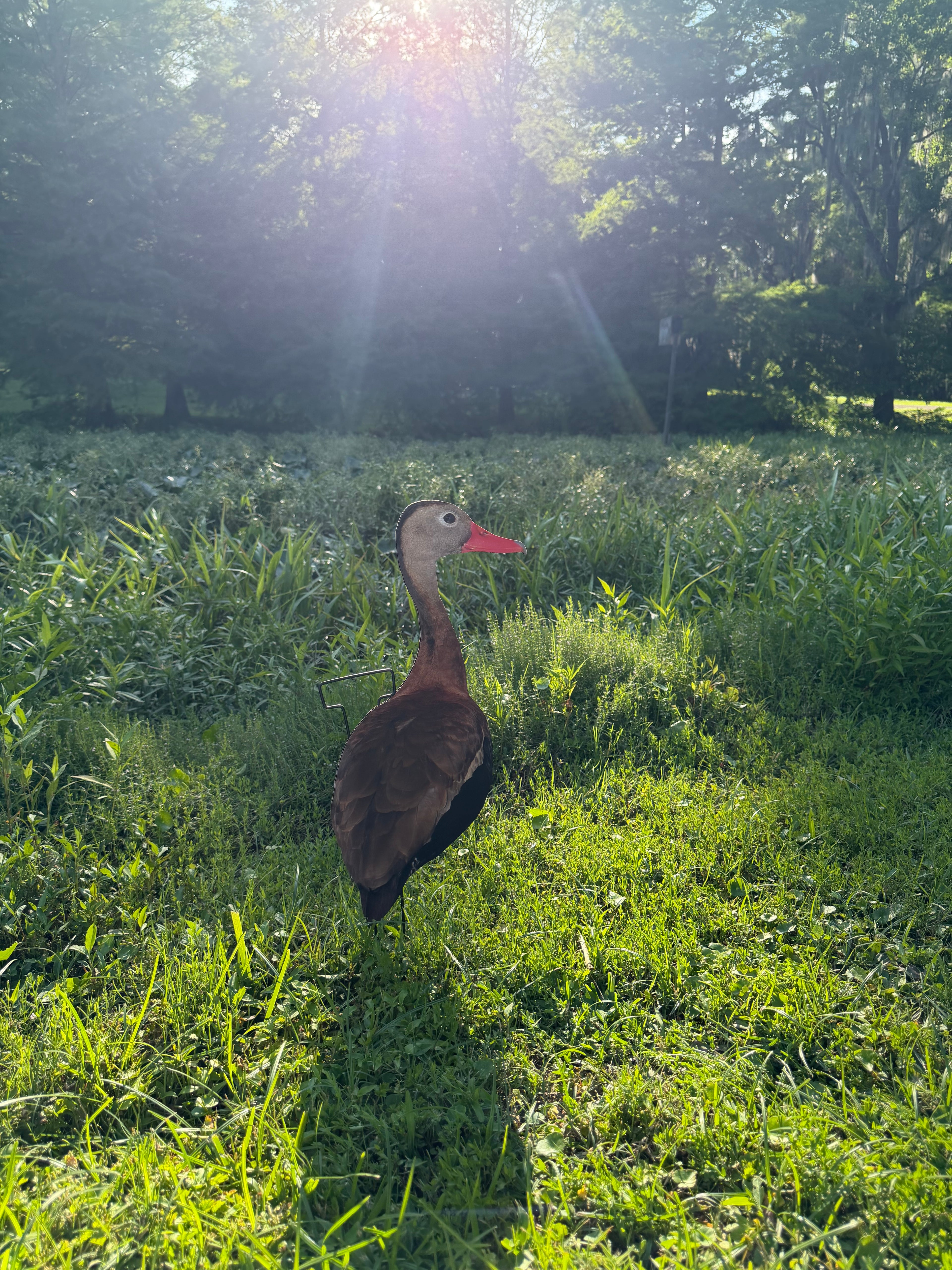 12 Black Bellied Whistling Duck Silhouette Decoys