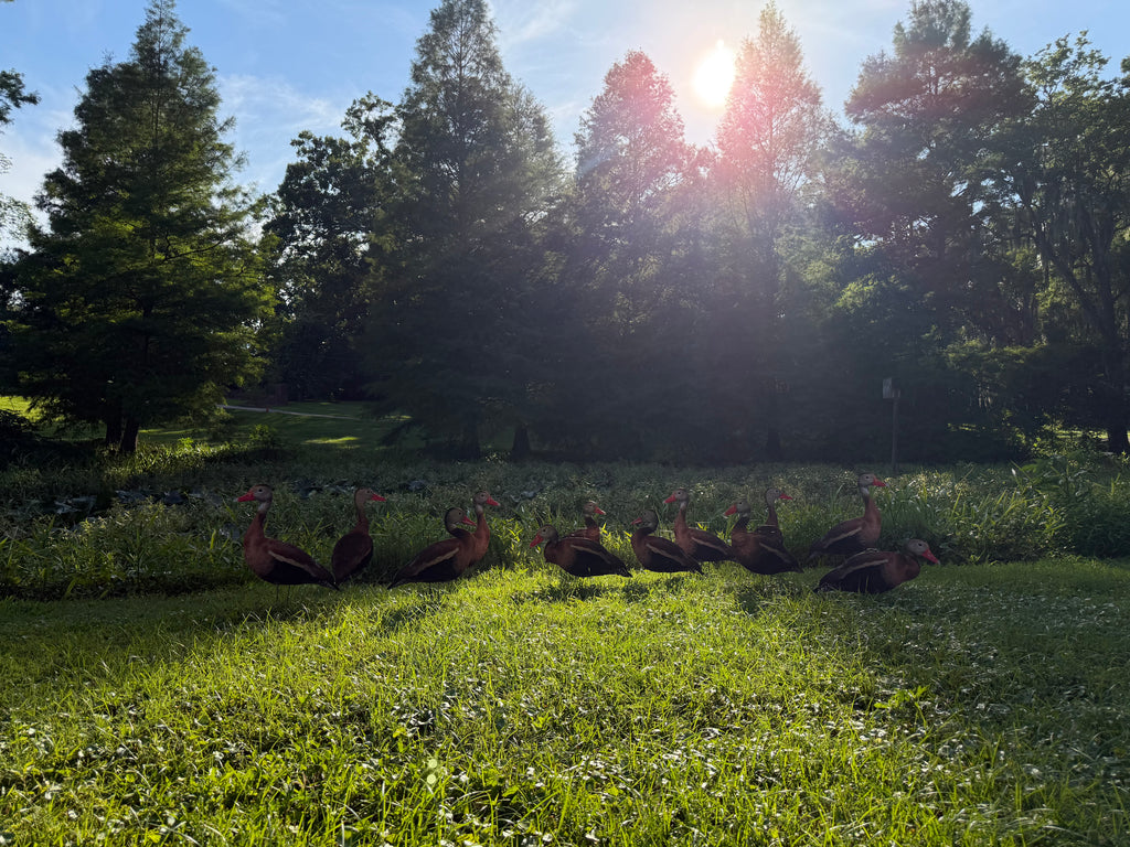 12 Black Bellied Whistling Duck Silhouette Decoys