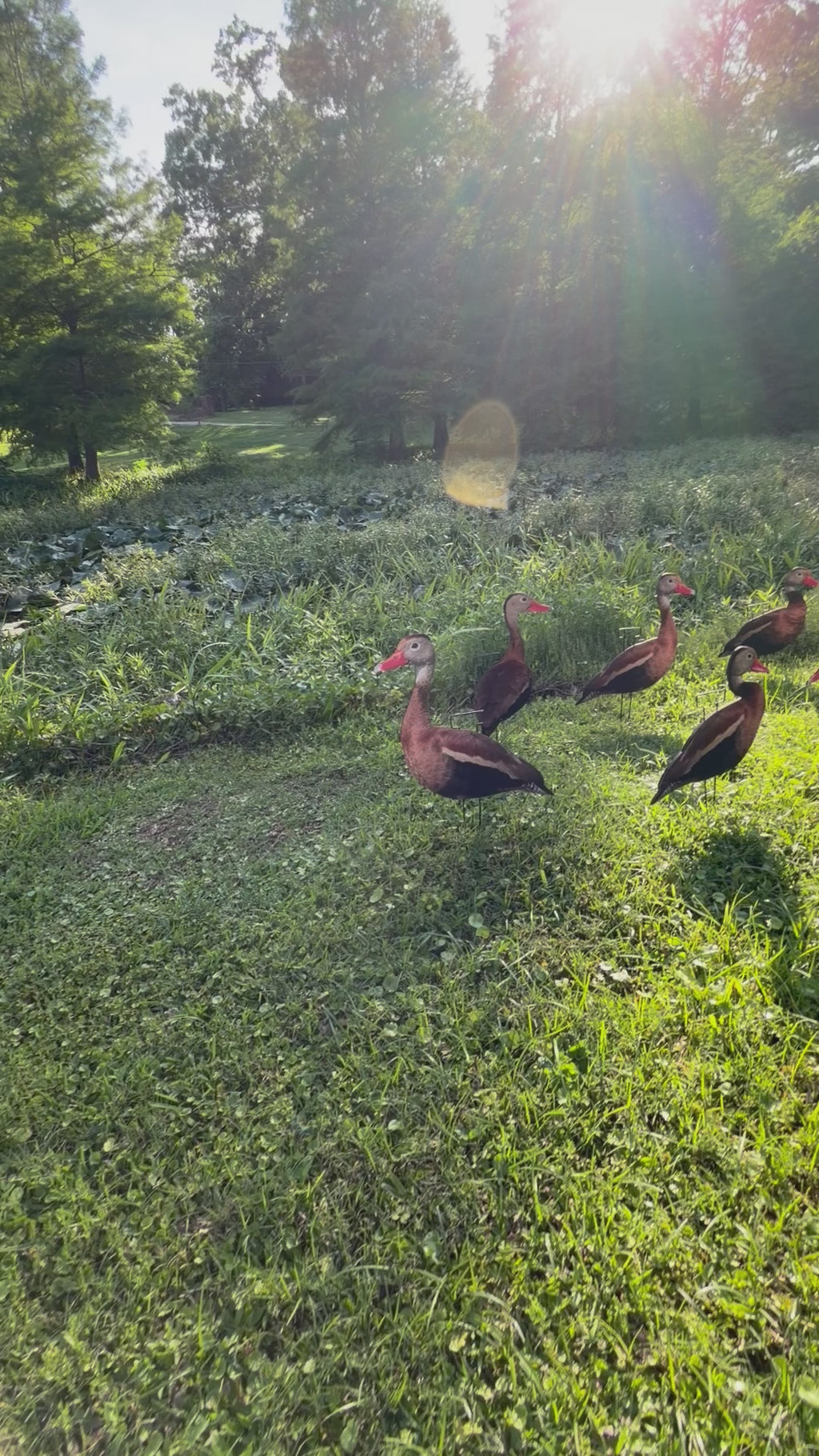 12 Black Bellied Whistling Duck Silhouette Decoys
